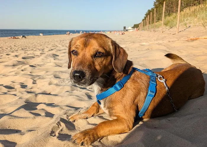 Baltic Park 500m Do Morza W Stegnie *